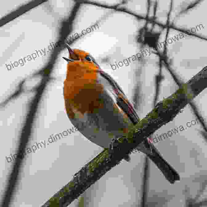 A Group Of Birds Perched On A Branch, Engaged In A Chorus Of Vocalizations. How To Be A Better Birder