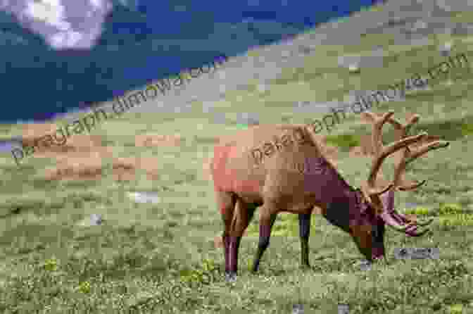 A Majestic Elk Grazes Peacefully In A Meadow In Rocky Mountain National Park Rocky Mountain National Park (Images Of America)