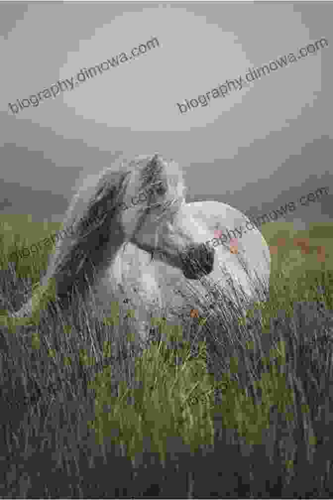 A Majestic White Horse Standing In A Field I Am The Great Horse