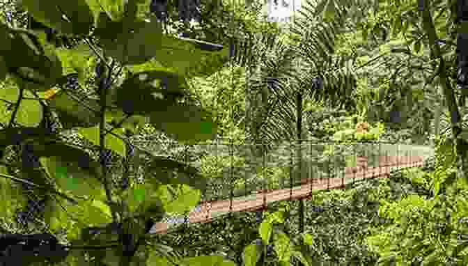 A Stunning Photo Of A Forest Canopy Forest And Sea (Photo Book 31)