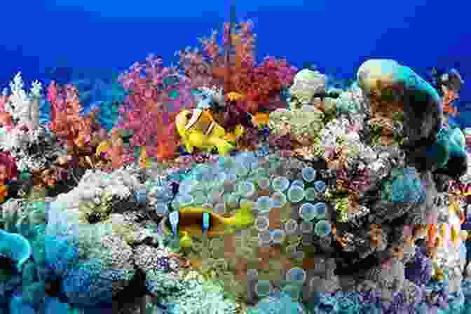 A Vibrant Photo Of A Coral Reef Forest And Sea (Photo Book 31)