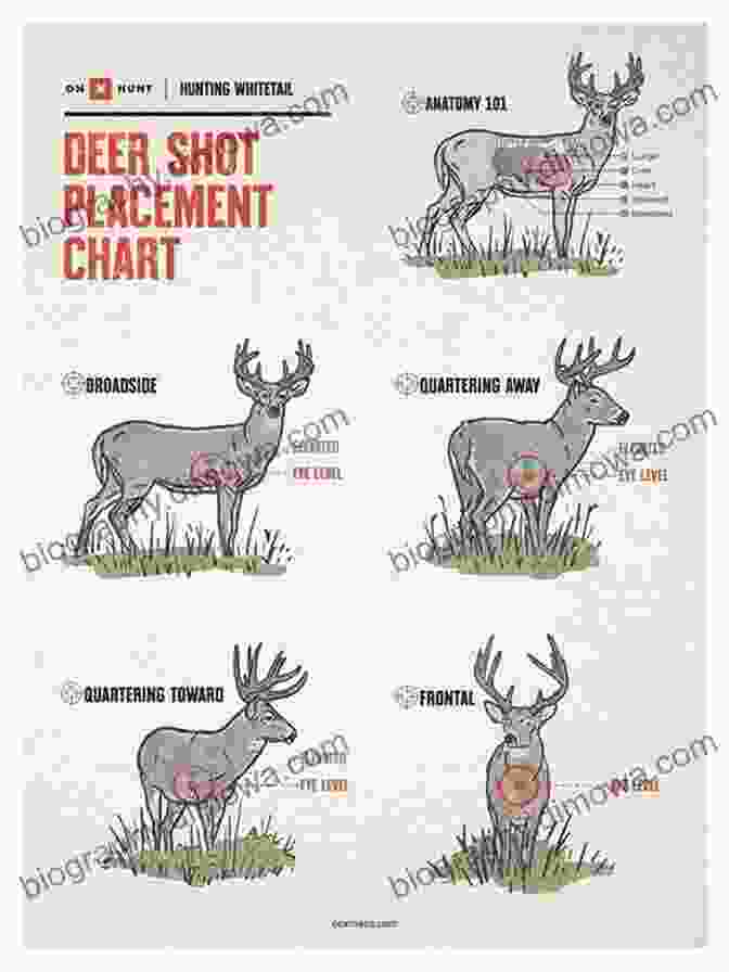 Precise Shot Placement And Ballistics For Ethical Deer Hunting Deer Hunting Books: Preview 45 Deer Hunting Here