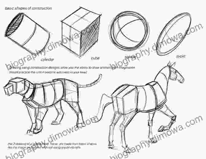 Understanding Shapes And Proportions In Cartoon Animal Drawing HOW TO DRAW ANIMALS (The Art Of Drawing 60 Types Of Cartoon Animals For Beginners)