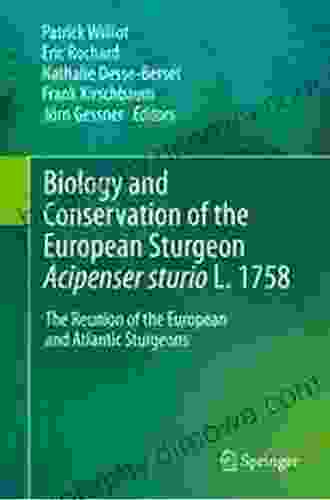 Biology And Conservation Of The European Sturgeon Acipenser Sturio L 1758: The Reunion Of The European And Atlantic Sturgeons